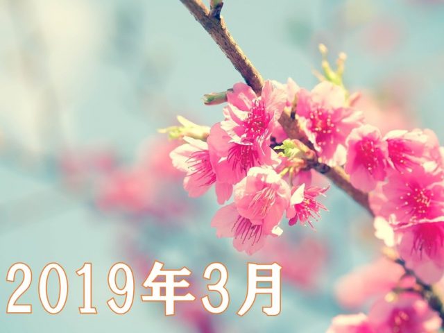 桜の写真