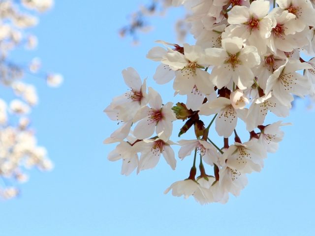 桜の画像